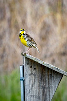 Western Meadowlark 30 - May 08, 2024 DeSoto National Wildlife Refuge