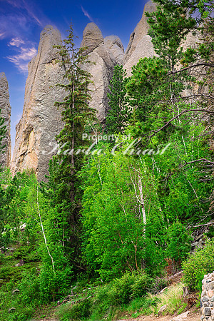 Custer State Park 58 - June 12, 2023