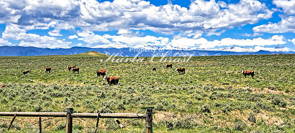 Crazy Woman Crossing 2 - June 5, 2024 Wyoming