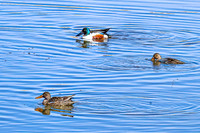 Northern Shoveler 21 - April 11, 2025 - Lund Waterfowl Production Area