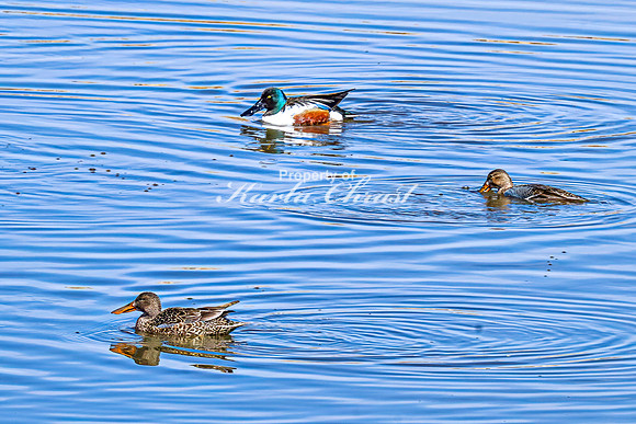 Northern Shoveler 21 - April 11, 2025 - Lund Waterfowl Production Area