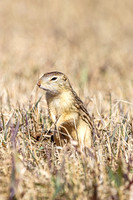 Thirteen-lined ground squirrel 55 - April 11, 2025 - Mickelson Wetland Memorial