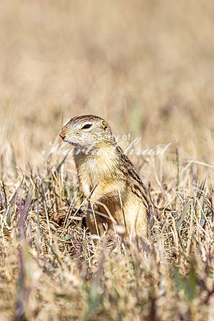 Thirteen-lined ground squirrel 55 - April 11, 2025 - Mickelson Wetland Memorial