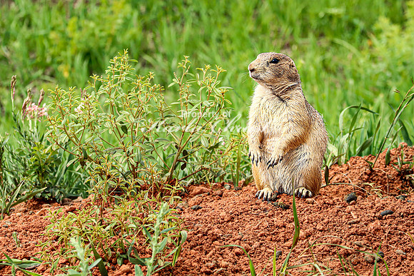 Black-tailed Prairie Dog 95 - June 12, 2023 Custer State Park South Dakota