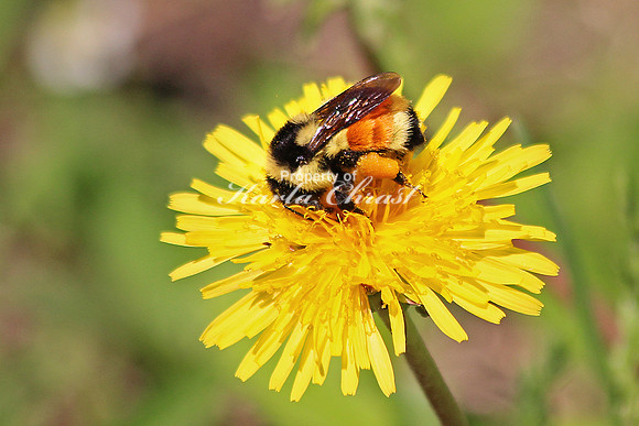 Tri-colored Bumble Bee - June 8, 2014 Jay Cooke State Park Minnesota