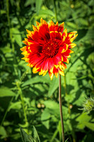 Blanket Flower 12 - July 02, 2024 Rural Minnesota