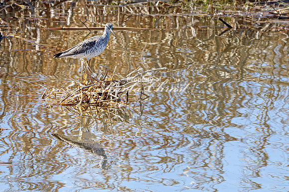 Greater Yellowlegs 22 - April 11, 2025 - Oakwood Lakes State Park South Dakota