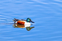 Northern Shoveler 16 - April 11, 2025 - Lund Waterfowl Production Area