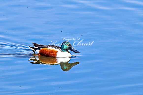 Northern Shoveler 16 - April 11, 2025 - Lund Waterfowl Production Area