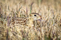 Thirteen-lined ground squirrel 50 - April 11, 2025 - Mickelson Wetland Memorial