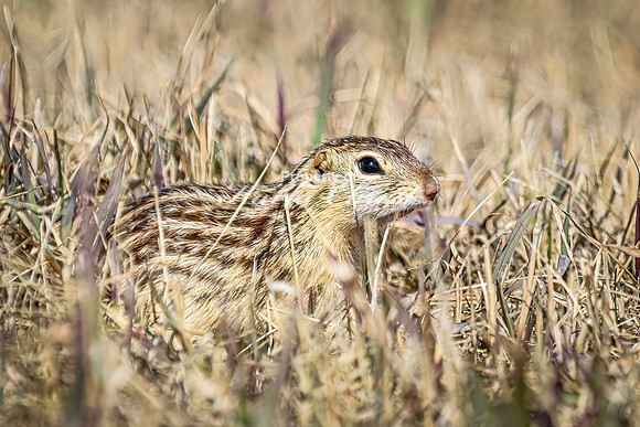 Thirteen-lined ground squirrel 50 - April 11, 2025 - Mickelson Wetland Memorial