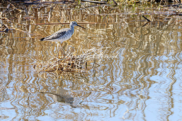 Greater Yellowlegs 19 - April 11, 2025 - Oakwood Lakes State Park South Dakota