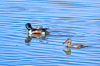 Northern Shoveler 17 - April 11, 2025 - Lund Waterfowl Production Area