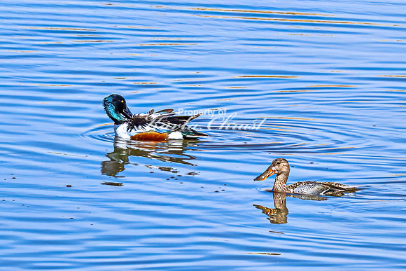 Northern Shoveler 17 - April 11, 2025 - Lund Waterfowl Production Area