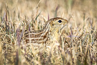 Thirteen-lined ground squirrel 49 - April 11, 2025 - Mickelson Wetland Memorial