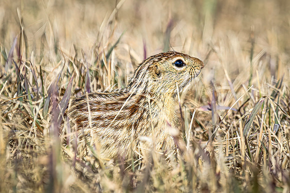 Thirteen-lined ground squirrel 49 - April 11, 2025 - Mickelson Wetland Memorial