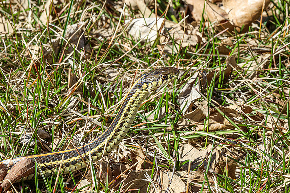 Garter Snake 5 - April 12, 2024 Oakwood Lakes State Park South Dakota