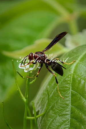 Metric Paper Wasp 1 - May 08, 2024 DeSoto National Wildlife Refuge