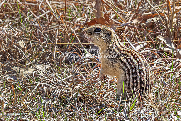 Thirteen-lined ground squirrel 18 - April 12, 2024 Oakwood Lakes State Park South Dakota