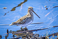Wilson's Snipe 5 - April 11, 2025 - Lund Waterfowl Production Area