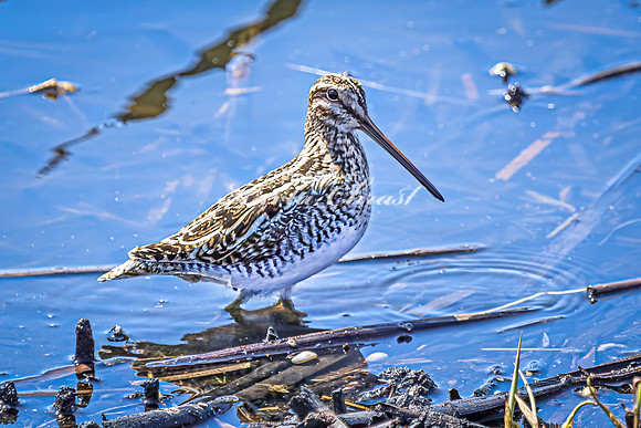 Wilson's Snipe 5 - April 11, 2025 - Lund Waterfowl Production Area