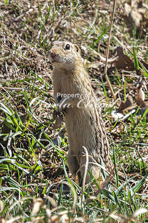 Thirteen-lined ground squirrel 20 - April 12, 2024 Oakwood Lakes State Park South Dakota