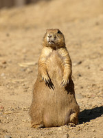 Black-tailed Prairie Dog 2 - August 12, 2009