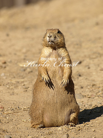 Black-tailed Prairie Dog 2 - August 12, 2009