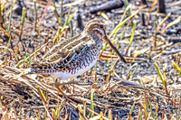 Wilson's Snipe 3 - April 11, 2025 - Lund Waterfowl Production Area