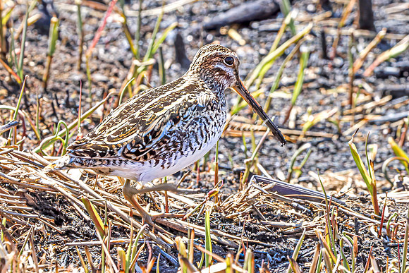 Wilson's Snipe 3 - April 11, 2025 - Lund Waterfowl Production Area