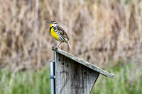 Western Meadowlark 32 - May 08, 2024 DeSoto National Wildlife Refuge