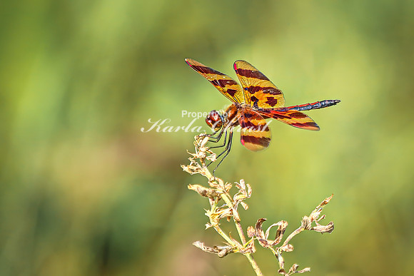 Halloween Pennant 5 - July 30, 2024 North Country National Scenic Trail