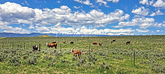 Crazy Woman Crossing 4 - June 5, 2024 Wyoming