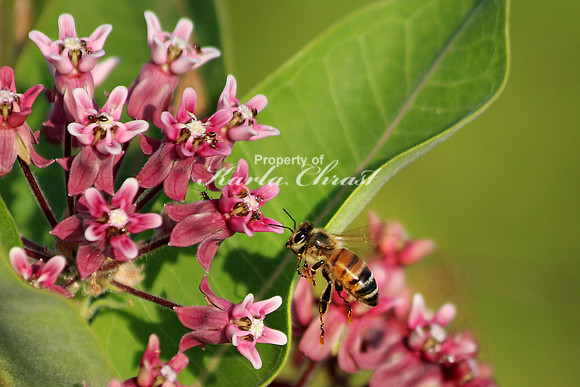 Honey Bee 3 - August 3, 2014 Glacial Lakes State Trail Minnesota