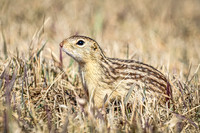 Thirteen-lined ground squirrel 51 - April 11, 2025 - Mickelson Wetland Memorial