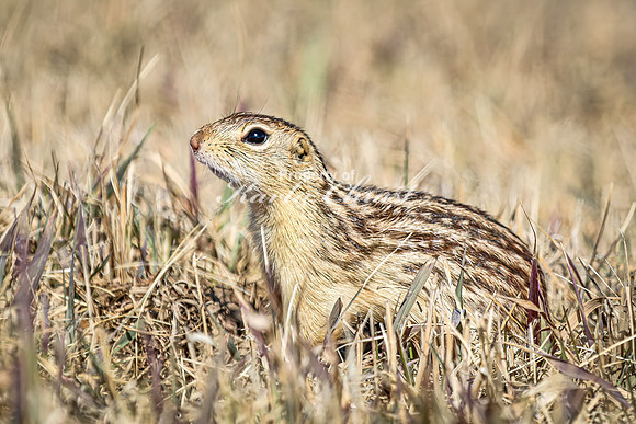 Thirteen-lined ground squirrel 51 - April 11, 2025 - Mickelson Wetland Memorial