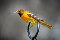 Baltimore Oriole 10 - May 16, 2024