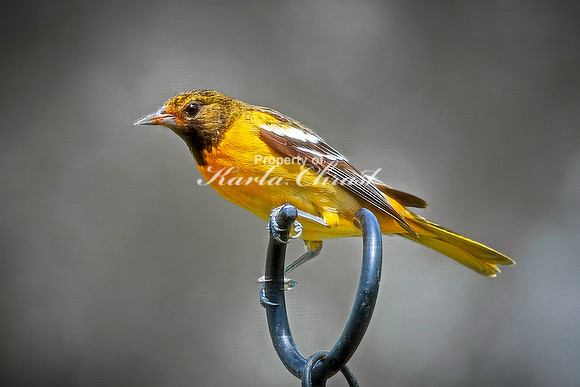 Baltimore Oriole 10 - May 16, 2024