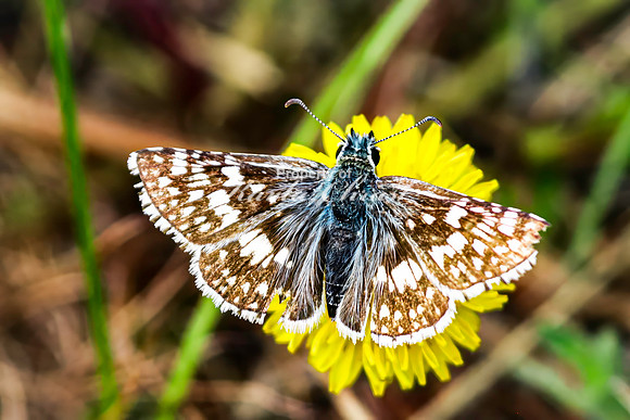 Common Checkered Skipper 11 - June 7, 2024 Keyhole State Park Wyoming