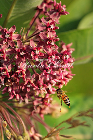 Honey Bee 2 - August 3, 2014 Glacial Lakes State Trail Minnesota