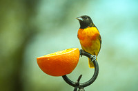 Baltimore Oriole 20 - May 16, 2024