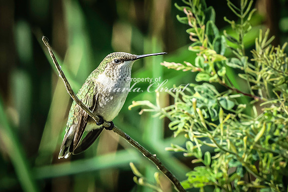 Ruby-throated Hummingbird 37 - September 1,  2023 Oakwood Lakes State Park