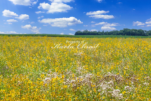 Tewaukon National Wildlife Refuge 9 - July 18, 2023