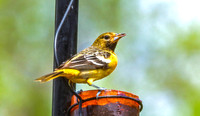 Baltimore Oriole 17 - May 16, 2024