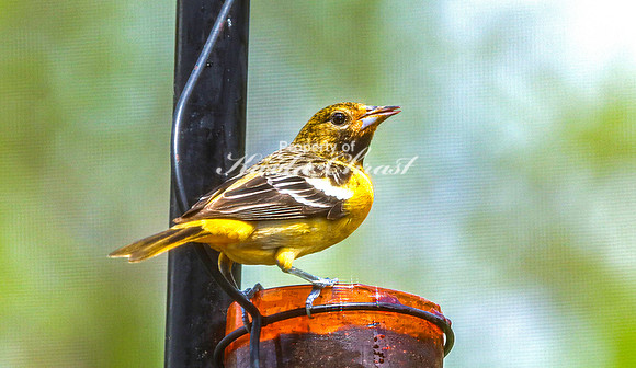 Baltimore Oriole 17 - May 16, 2024