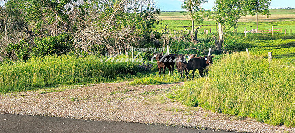Rural South Dakota 2 - June 7, 2024