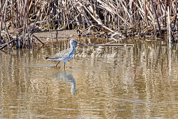Greater Yellowlegs 14 - April 11, 2025 - Oakwood Lakes State Park South Dakota