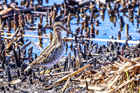 Wilson's Snipe 7 - April 11, 2025 - Lund Waterfowl Production Area