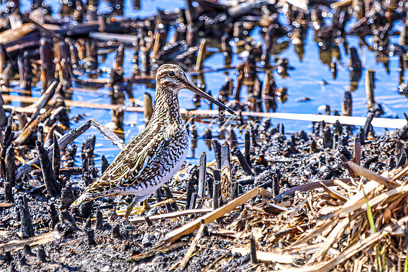 Wilson's Snipe 7 - April 11, 2025 - Lund Waterfowl Production Area
