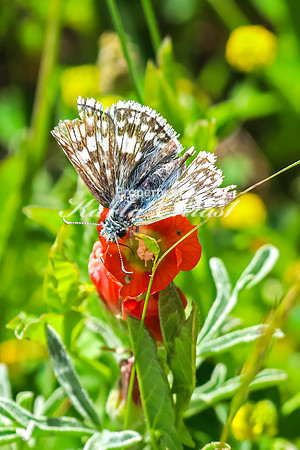 Common Checkered Skipper 8 - June 6,2024 - Little Bighorn Battlefield National Monument